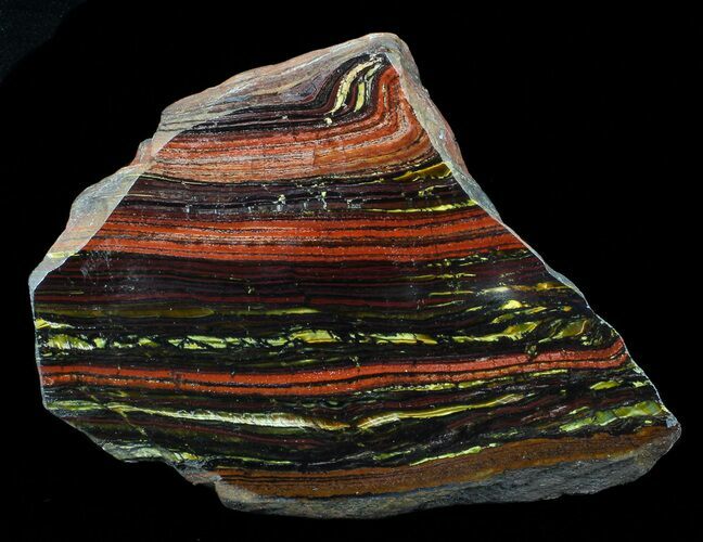 Polished Tiger Iron Stromatolite - ( Billion Years) #65336